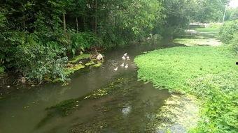 河 在线观看,探寻生命之源的壮丽画卷 第1张 河 在线观看,探寻生命之源的壮丽画卷 第1张